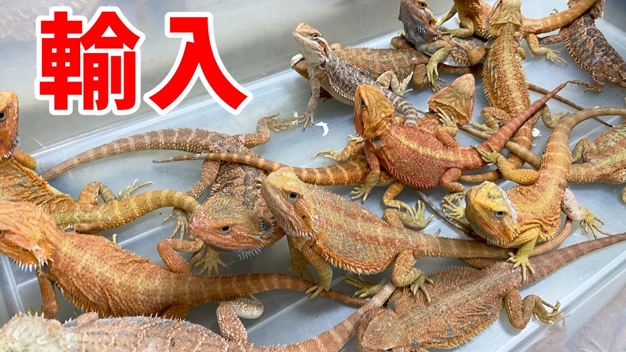 大量のトカゲ、ヘビ、ヤモリを輸入！