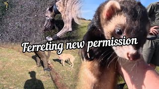 Ferreting A Warm Morning On New Permission