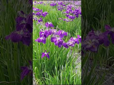 あやめまつり❗