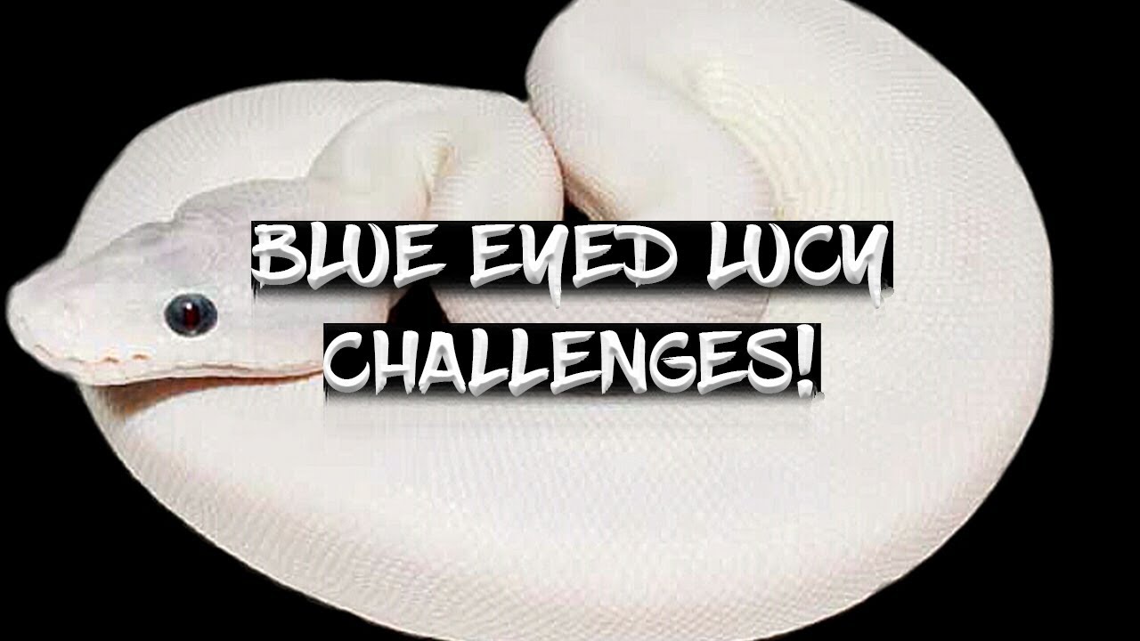 The Challenges of Breeding Blue Eyed Leucistics!