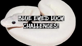Celebrity The Challenges of Breeding Blue Eyed Leucistics! Net Worth