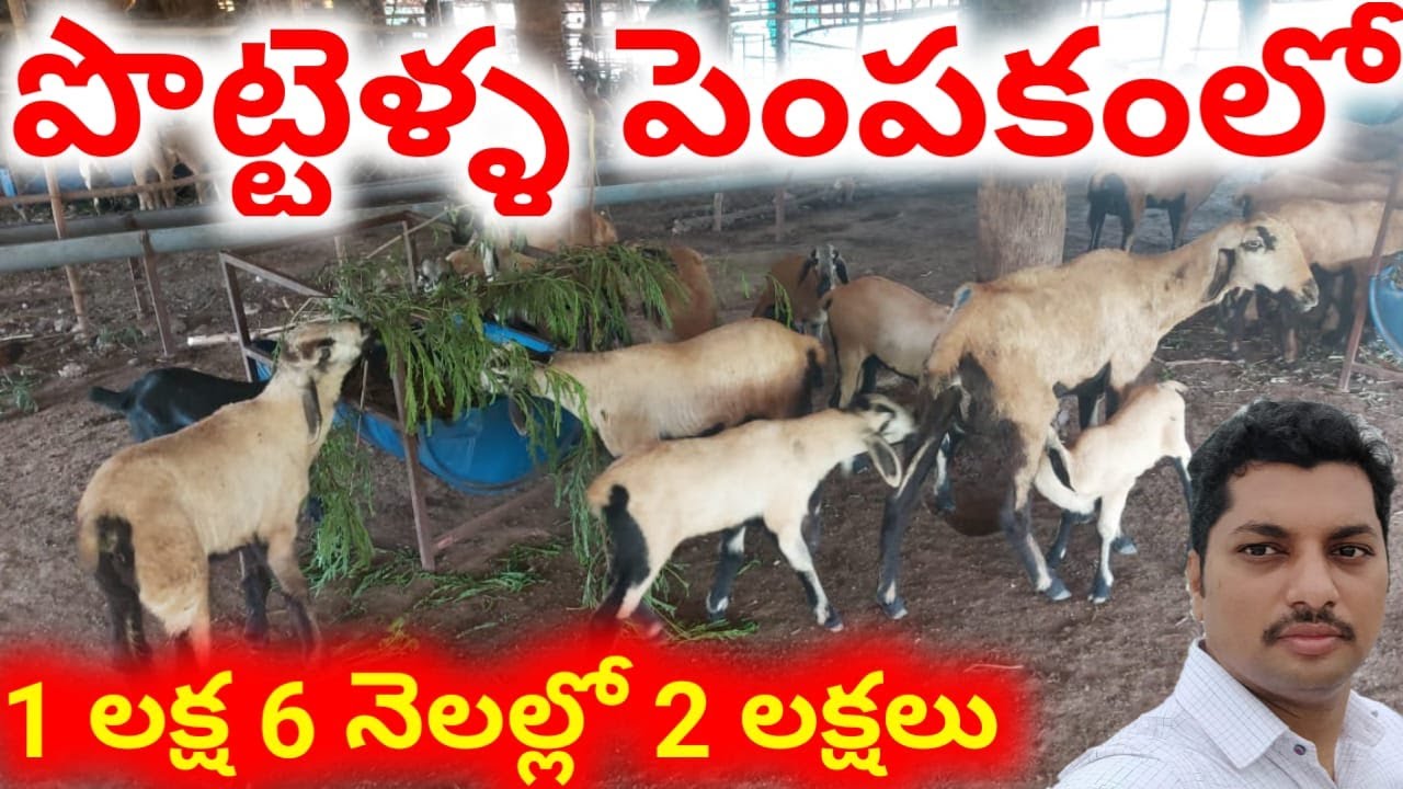 Double your investment in 6 months sheep farming