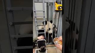 •🙂🐼Чем же занята Катюша, когда мама на тренинге/Московский зоопарк