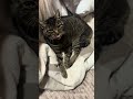 torakoです #ねこのいる暮らし #ねこ動画 #ねこのいる生活