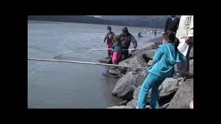 Candlefish Dipnetting In Anchorage, Alaska
