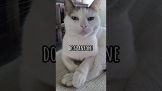 Does Anyone Cat Kitty Kitten Meow shorts ytshorts cat kitten meow viral