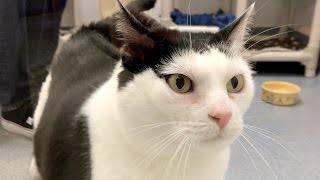Ruby adopted!