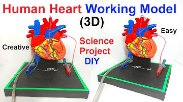 human heart working model (3d) for science project exhibition - creative / innovative | craftpiller