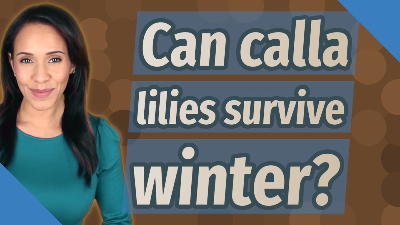 Can calla lilies survive winter? YouTube