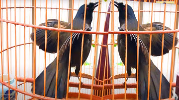 Mở Tiếng Khướu Này Lên Khướu Nhà Bạn Sẽ Hót Theo | Khướu Mun Kích Trống Đẳng Cấp