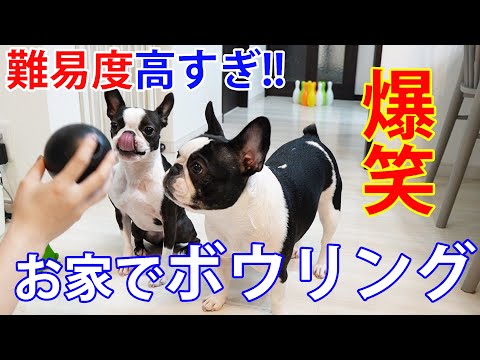 【邪魔されボーリング】ストライクを阻止する犬猫が超おもしろいｗ