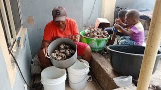 Big Jumbo snails processing  For Export