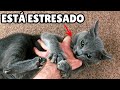 10 SEÑALES que indican que tu gato está ESTRESADO