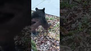 Bear Approaches Window of Log Cabin Before Walking Past