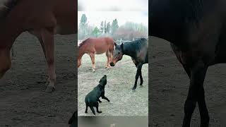 Horse Had Enough of This Dog 😳🐴 #animalclash #animals #shorts #viral