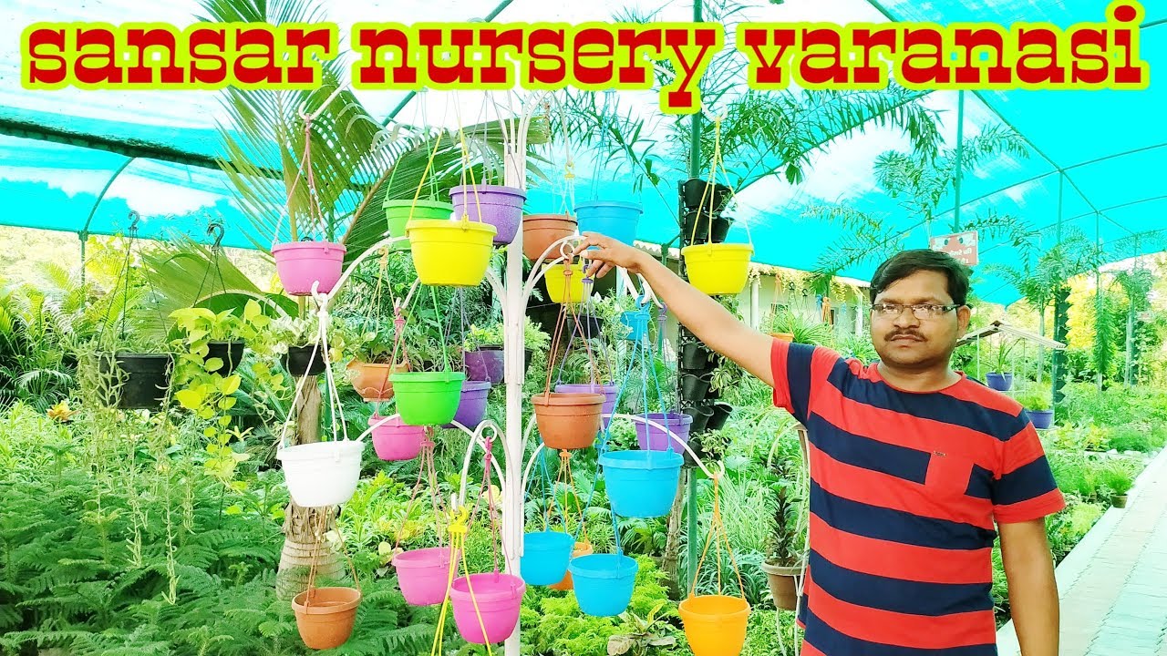 Sansar Nursery lohta varanasi all plants available YouTube