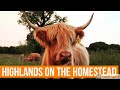 Are highlands good for hobby farms and homesteads?