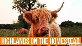 Highland Cattle - Higher Ground Herbs and Homestead