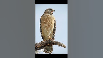 Hawk Screeching sound effect