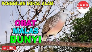 Perkutut Lokal Gacor - iramanya BIKIN CEPAT NYAUT