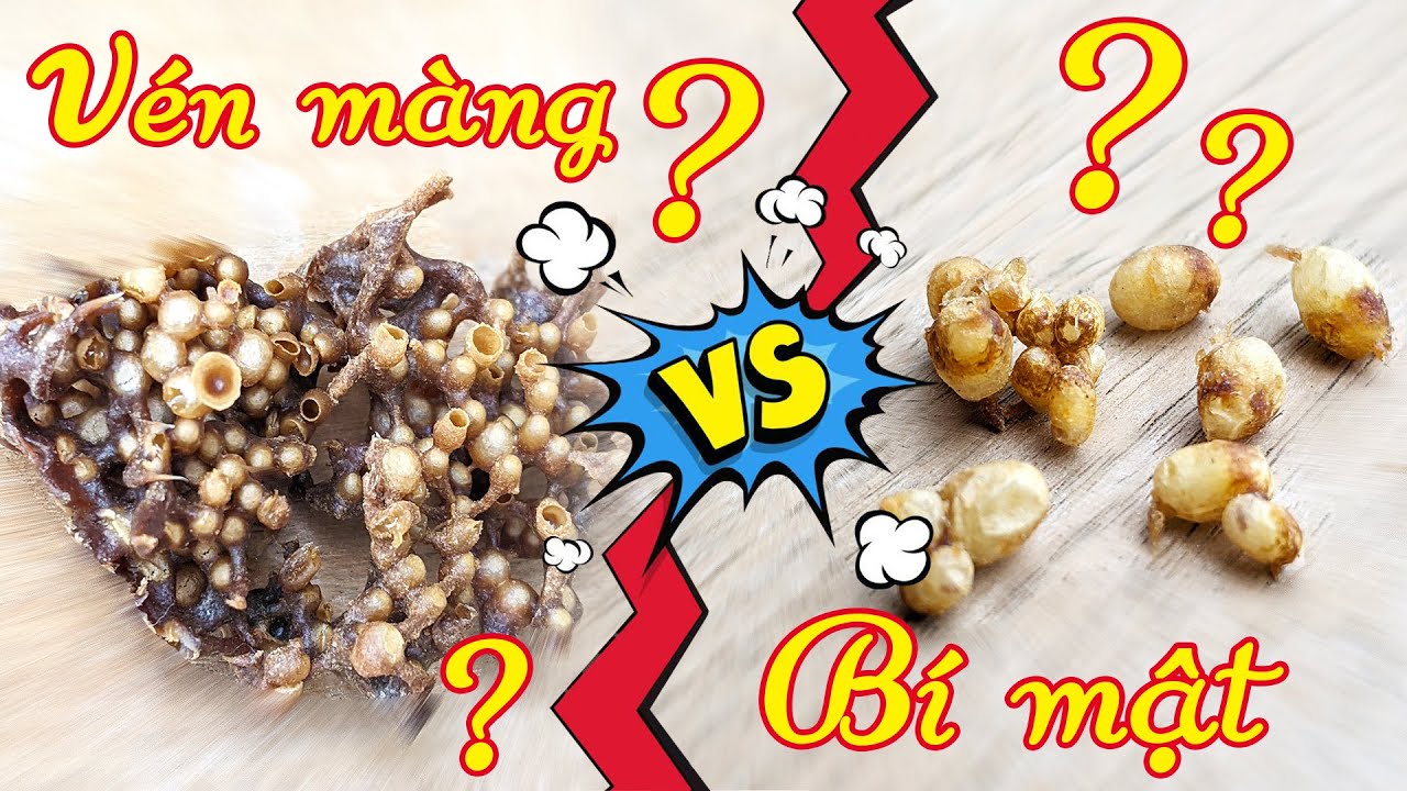 Cách phân biệt trứng ong dú chúa thật và giả 🤩🤩🤩 | Know real queen bee eggs
