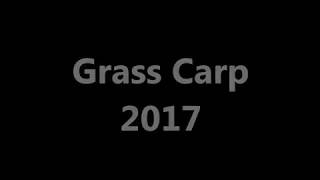 Grass Carp 2017