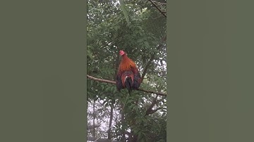 gà rừng mã đỏ mã vàng thi nhau đập cánh cực hay.qaib qus ya ntxuaj ti zoo tiag tiag