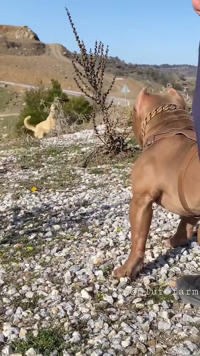 Aggressive Kangal vs pitbull dog 😈 Pitbull Bark on Kangal  #shorts