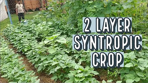 Simple Syntropic Vegetables garden (2 Layer)