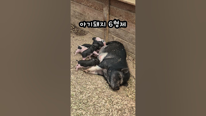 엄마의 희생 #아기돼지 #엄마 #돼지 #엄마돼지 #엄마브이로그 #pig #piggy