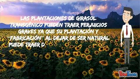 Girasol transgénico