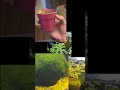 So much life in such a small box #fishkeepinghobby #aquascapelowtech #shrimpkeeping #frogbit