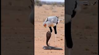 Nature ka khatarnak muqabla! 🦅🐍#Wildlife #Nature #SecretaryBird #Cobra #Survival
