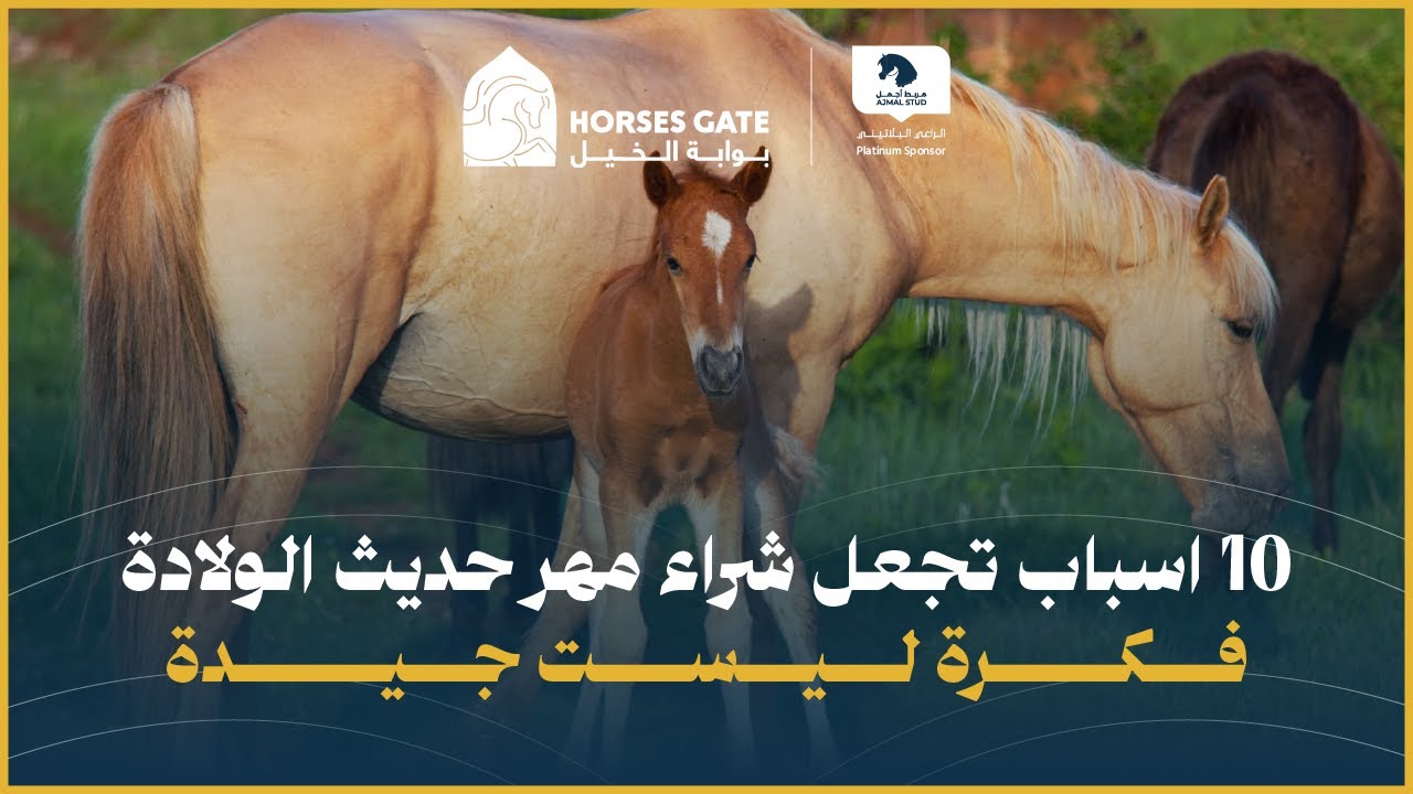 10 اسباب تجعل شراء مهر حديث الولادة فكرة ليست جيدة.