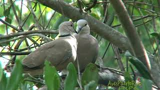 TÓRTOLA COLLARINA (African Collared-Dove, Streptopelia roseogrisea) INTRODUCIDA