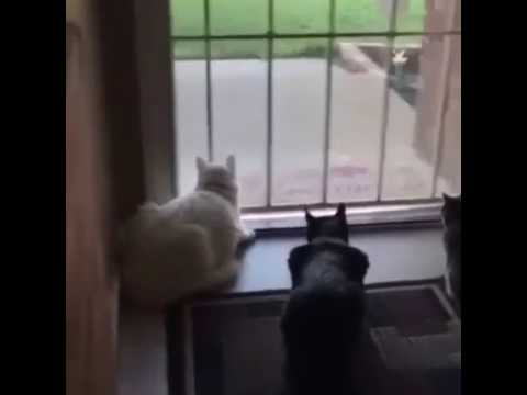 Hund Erschreckt Katzen Youtube
