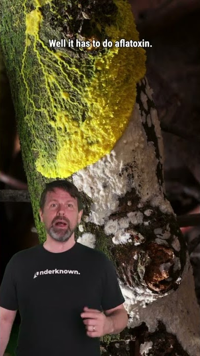 What If You Ate Mold? #Shorts