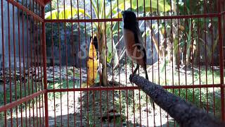 Pancingan Cendet miyik, dijamin langsung mantull....