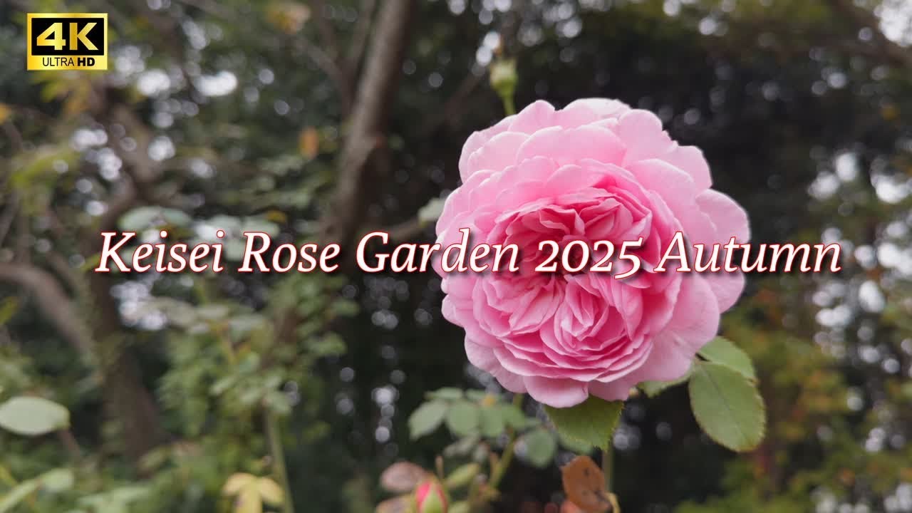 【4K HDR ROSE】Keisei Rose Garden 2025 Autumn色づく秋のローズガーデン