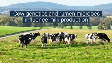 Interplay between rumen microbes and host genetics regulates milk production in dairy cows