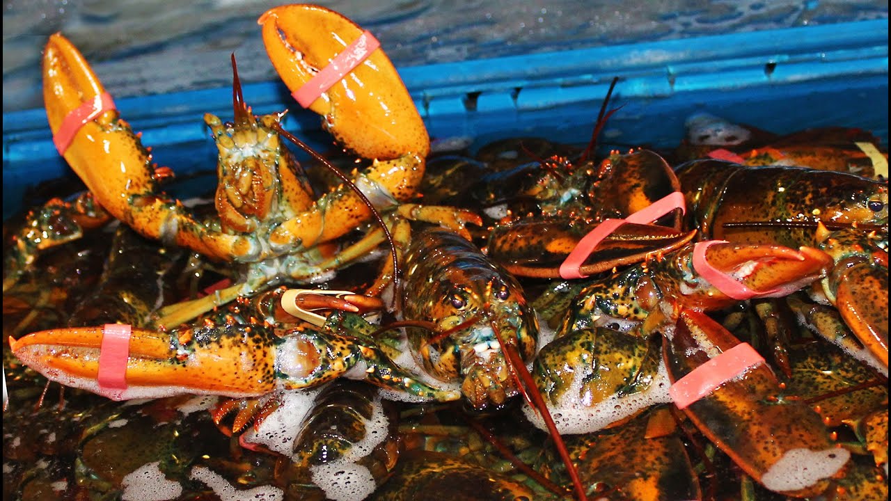 North Atlantic Lobstering & Lobster Grading at Fleet Fisheries Inc.