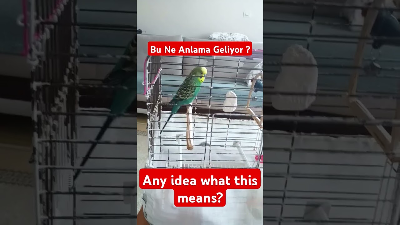 Sence Ne Demek İstiyor? #muhabbetkuşu #birdsong #parrot #talkingparot #birds #budgies #lovebirds