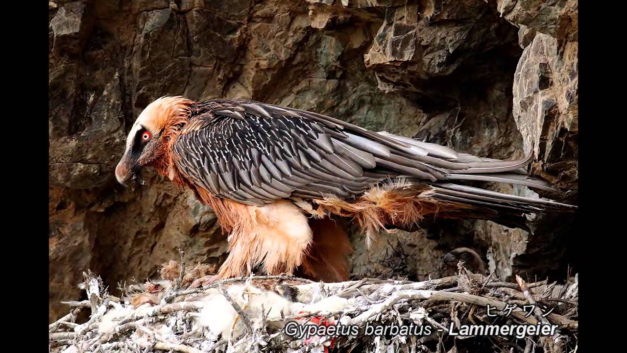 Mongolian birds 2015