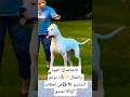 شاهد القوة والجمال دوجو أرغنتينو في لحظات لا ت صدق Dog Doglif Dogslove Dogtraining 