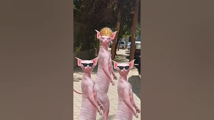 Video 11335881: sphynx cat loving kitten, sphynx kitten cute cat, sphynx cat funny kitten, funnycats cat explore, cats beautiful funnycats