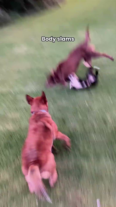 Heelers bring new meaning to the word energy 🤪 #australiancattledog #heeler #redheeler #redacd