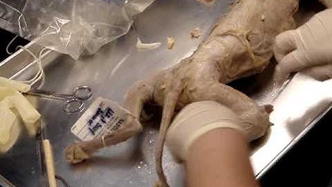 Dissection of the Cat.  Part 3