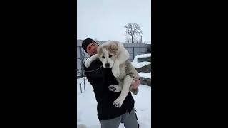 Алабай. Щенки Алабая, (САО), туркменский волкодав, щенкам 3 месеца. Алабай. Щенки Алабая, (САО), туркменский волкодав, щенкам 3 месеца.