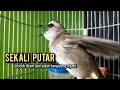 trucukan gacor ROPEL PANJANG buat pancingan trucukan agar bunyi JADIKAN burung trucuk gacor NYAUT