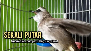 trucukan gacor ROPEL PANJANG buat pancingan trucukan agar bunyi JADIKAN burung trucuk gacor NYAUT